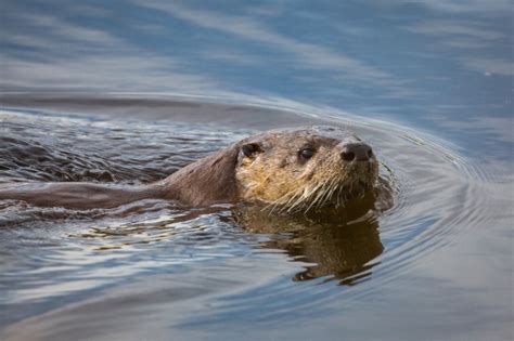 River Otter Swimming Free Stock Photo - Public Domain Pictures