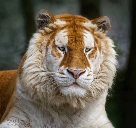 INature - Meet The Rare And Majestic Golden Tiger, They...