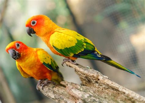 17 Different Types Of Parrots That Make Great Pets (With Pictures)