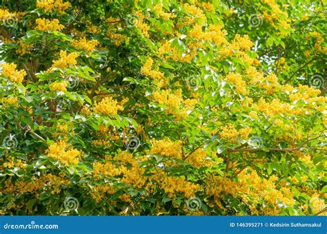 Burma Padauk Flowers Royalty-Free Stock Image | CartoonDealer.com #71690548