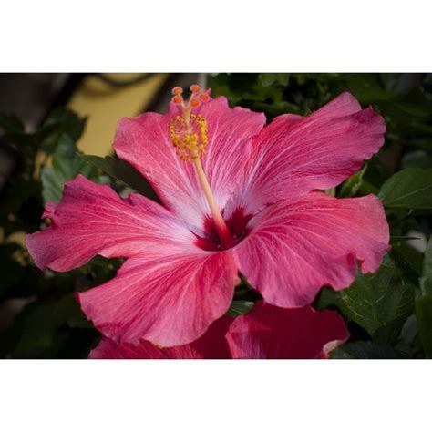 Hawaiian hibiscus - Alchetron, The Free Social Encyclopedia