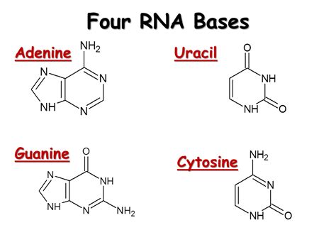 RNA. Structure, Transcription and Editing - Presentation Biology