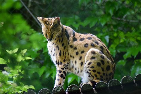 serval History, Character, Health, Breeding & more