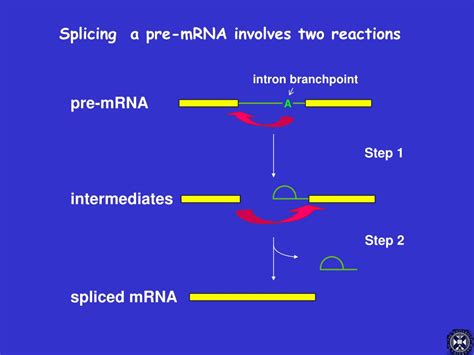 PPT - What is RNA splicing? PowerPoint Presentation, free download - ID ...