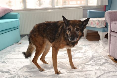 Turkish 'Zeynep' aims to win title of 'oldest dog alive' | Daily Sabah