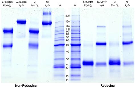 SDS-PAGE of IgG and F(ab’) 2 preparations. Protein samples in SDS ...