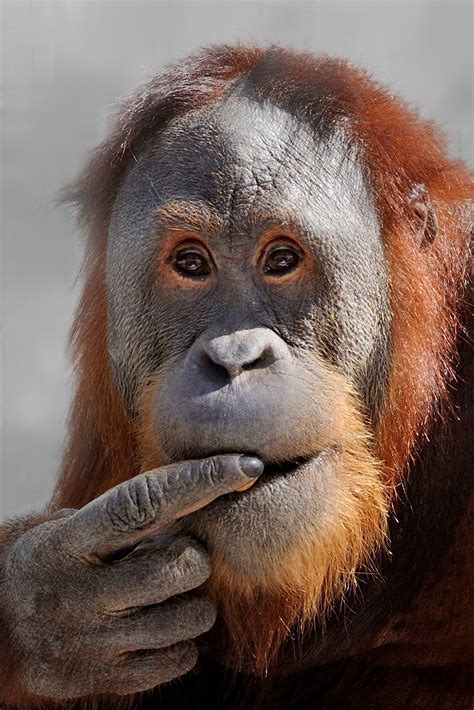 Orangutan learns to copy human speech – and it could change history ...