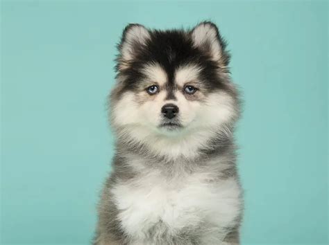 55+ Pomsky Shih Tzu Teacup Pomeranian - l2sanpiero