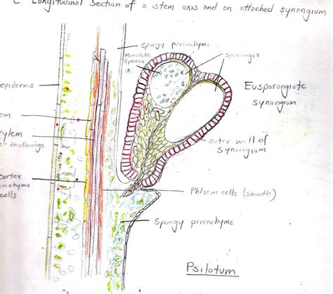 Sporangia Diagram