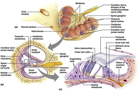 [DIAGRAM] Not Labeled Diagram Of Cochlea - MYDIAGRAM.ONLINE