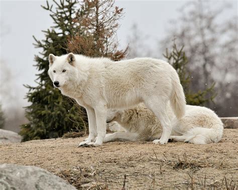 The Arctic Wolf | Interesting Facts & Photographs | The Wildlife