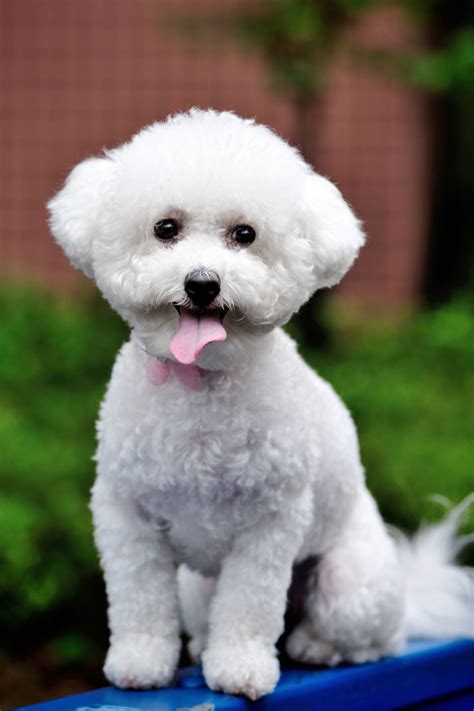 22 Best Hypoallergenic Dog Breeds