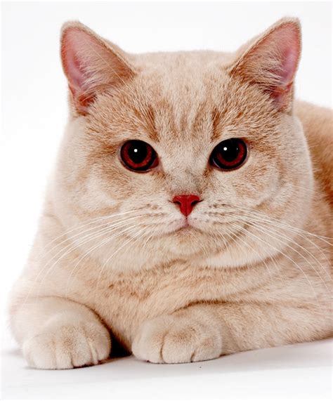 Who’s That Cat? Meet the British Shorthair — Brits Rule! - Catster