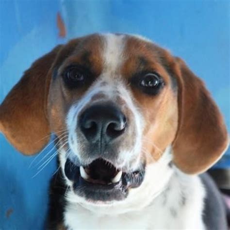 Hutch 815035 - Large Male Mixed Breed Dog in VIC - PetRescue