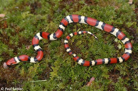 Snakes of around the world: Scarlet Kingsnake