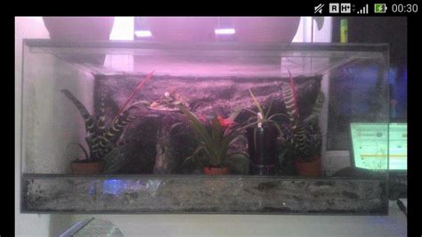 First Dart Frog Vivarium | Dendroboard