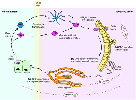 Genome Biology | Malaria, Malaria parasite, Biology