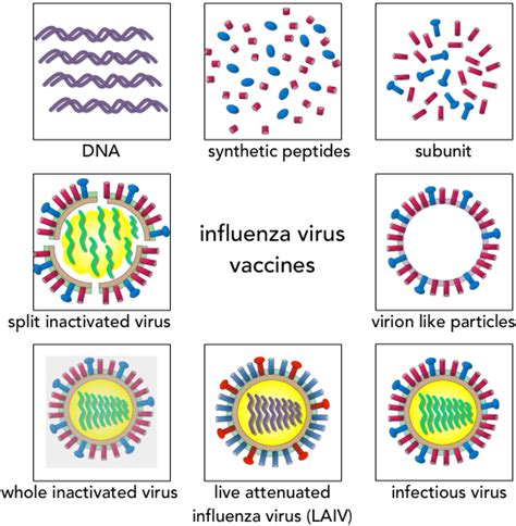 Vaccines | Free Full-Text | Influenza Vaccination Strategies: Comparing ...