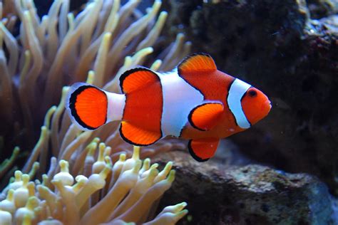 Photos of Saltwater Aquarium Fish