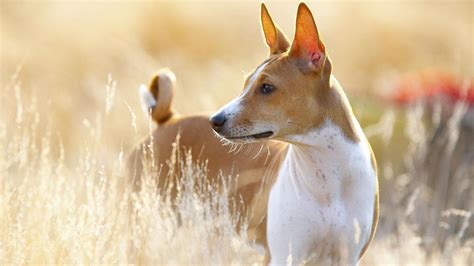 Oldest Dog Breed In The World