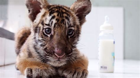 ZooBorns: Adorable zoo babies around the world | CTV News