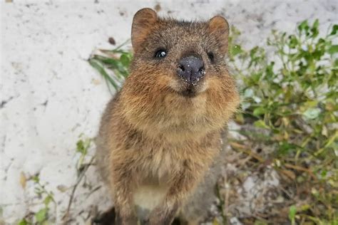 What Do Quokka Eat? The Cute Creature's Diet Revealed!