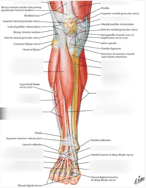 Muscles Of The Leg Anterior Lateral Posterior Teachmeanatomy | The Best ...