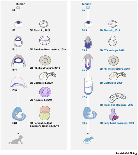 Human Embryo Development Stages