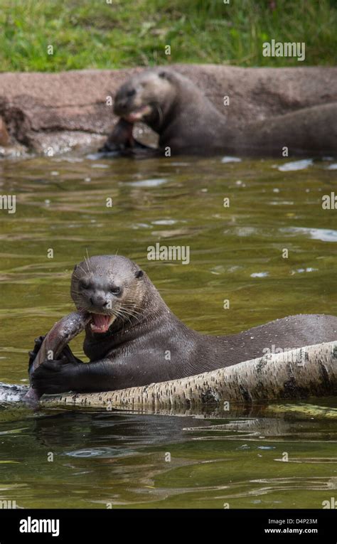 Otters eating fish Stock Photo - Alamy