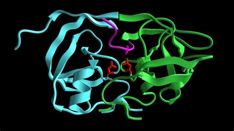 3d model protease enzyme protein