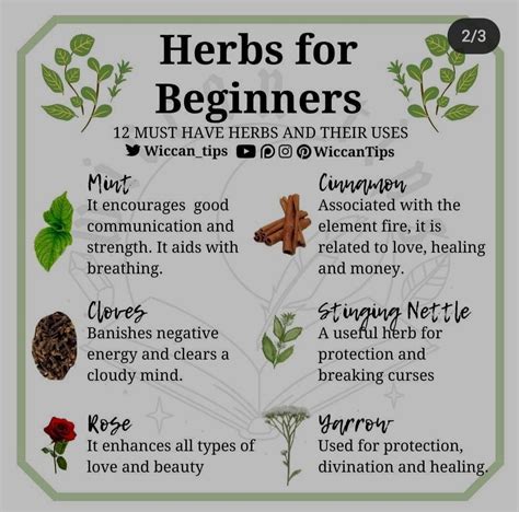 Herbs for Beginners pt1 | Magic herbs, Magical herbs, Herbs