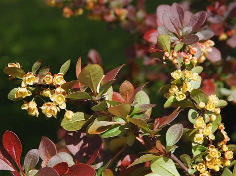 Choosing Zone 5 Bushes For Shade: Bushes In Zone 5 Shade Gardens