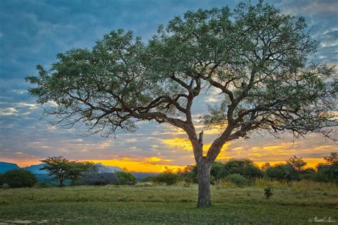 Top 10: Iconic African trees | natural-world | Earth Touch News