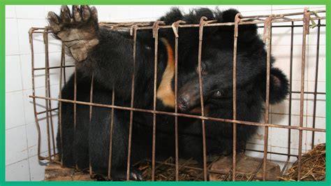 Five things you need to know about bear bile farming