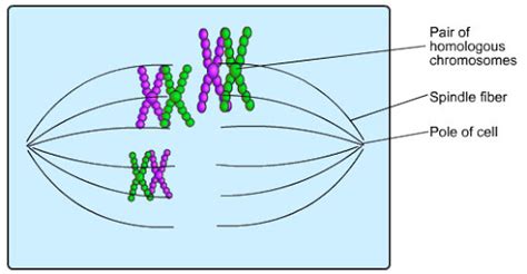 Spindle Fibre Formation and their organisation