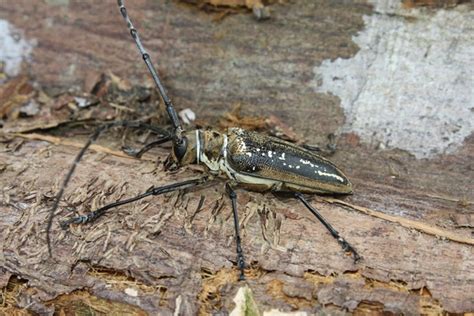 Picture: Batocera wallacei longicorn beetle, West Papua