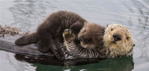 Cuddle Party! One Grad Student’s Reflection on Her Love for Sea Otters