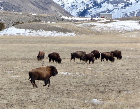 Rick Lamplugh: A Day in the Yellowstone Bison Migration: A Photo Essay