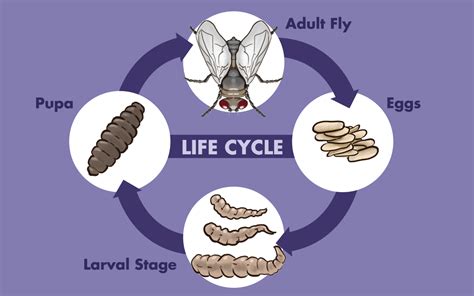 Maggot Facts: Where They Come From and How to Get Rid of Them | Dengarden