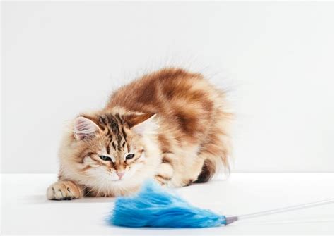 Are Feather Toys Safe For Cats?