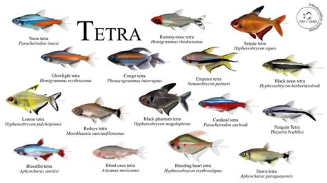 Tetra Fish Types