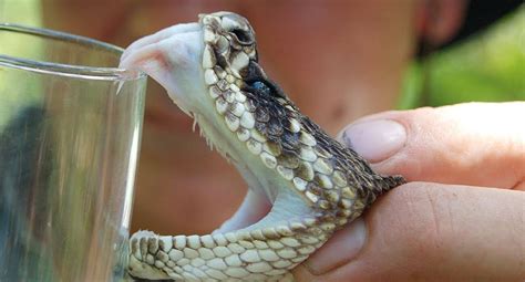 Medical use of Snake Venom in Cobratoxan - Enjoy Vietnam - The ...