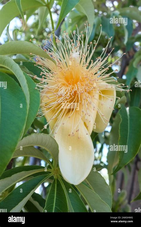 Baobab tree ( Adansonia gregorii ) flower Stock Photo - Alamy