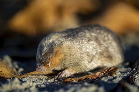 Golden mole thought extinct is spotted in South Africa for first time ...