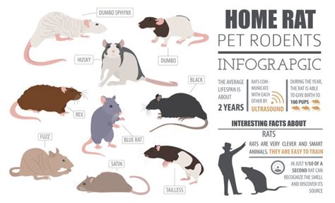 28 Common Types of Rodents In and Around Your Home | Pet rodents ...