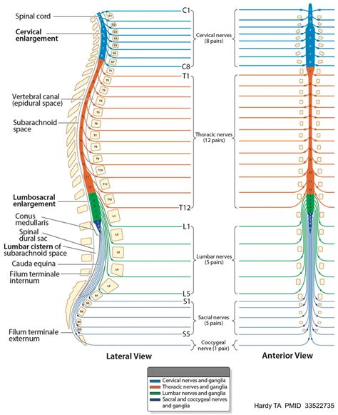 Spinal Cord Anatomy Cauda Equina