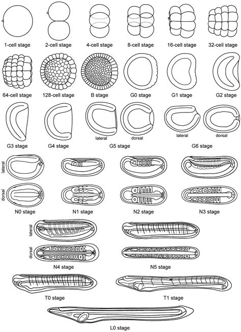 Frontiers | An Updated Staging System for Cephalochordate Development ...