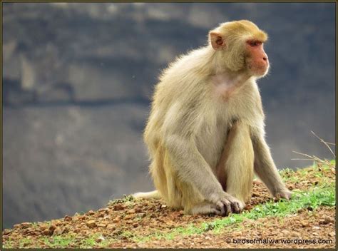 Rhesus macaque - Alchetron, The Free Social Encyclopedia