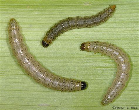 European corn borer larvae