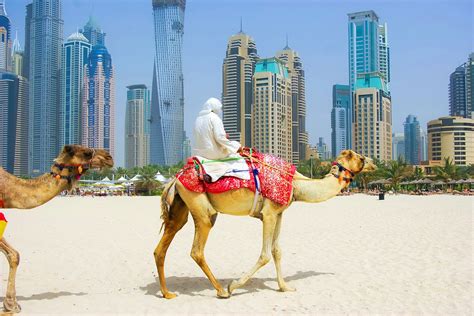 How to ride a camel on Marina Beach in Dubai